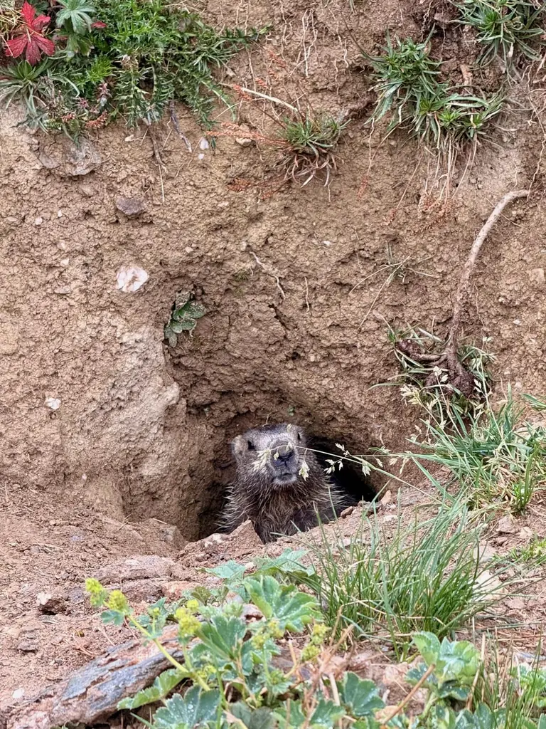 Marmotte sortant de son terrier dans les alpages de la Vanoise