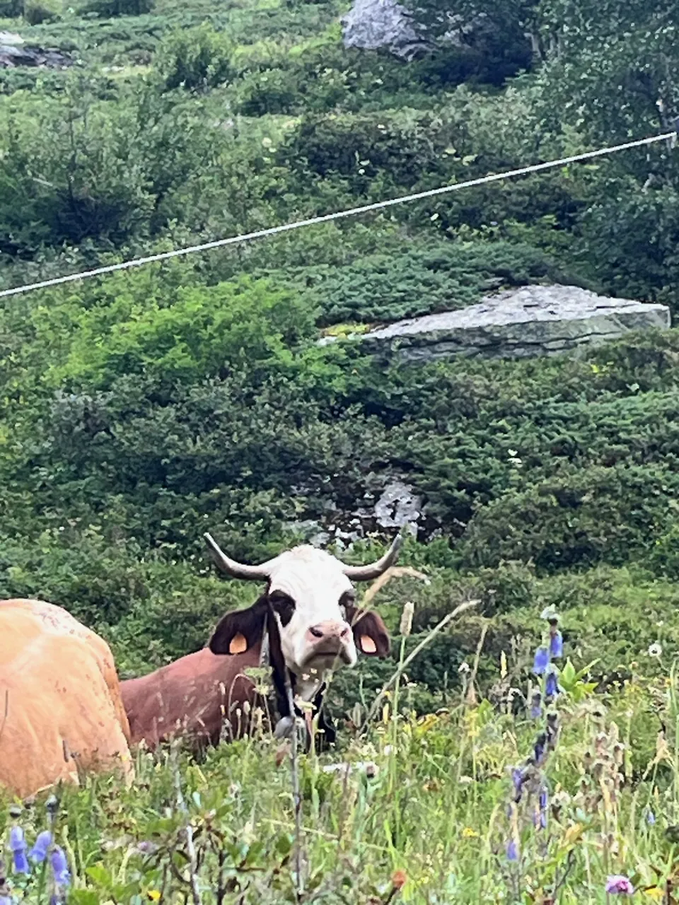 Vache de race Tarine dans les alpages du Ritord, Vanoise