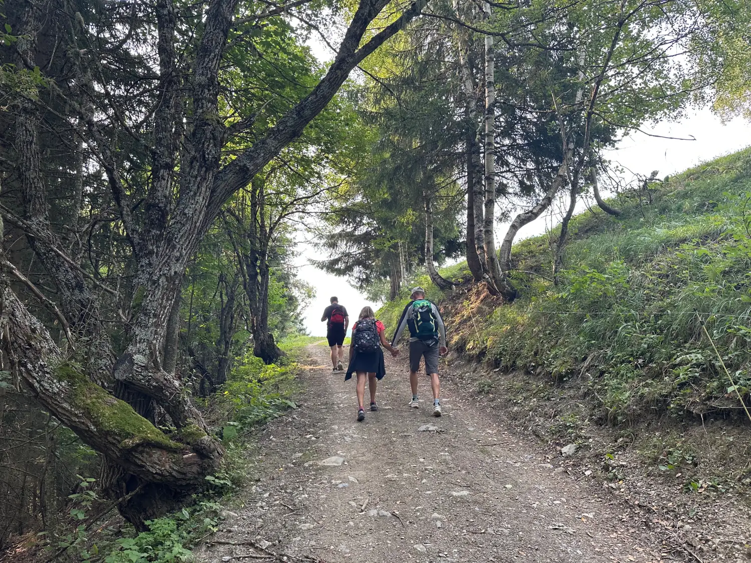 Family walking along a wide forest track in the Mont Jovet forest