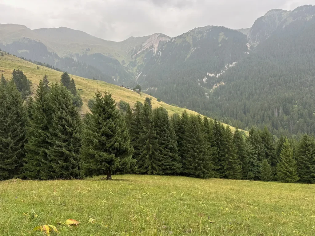 Lisière de forêt d'épicéas et alpages du Mont Jovet au-dessus de Bozel, en Savoie