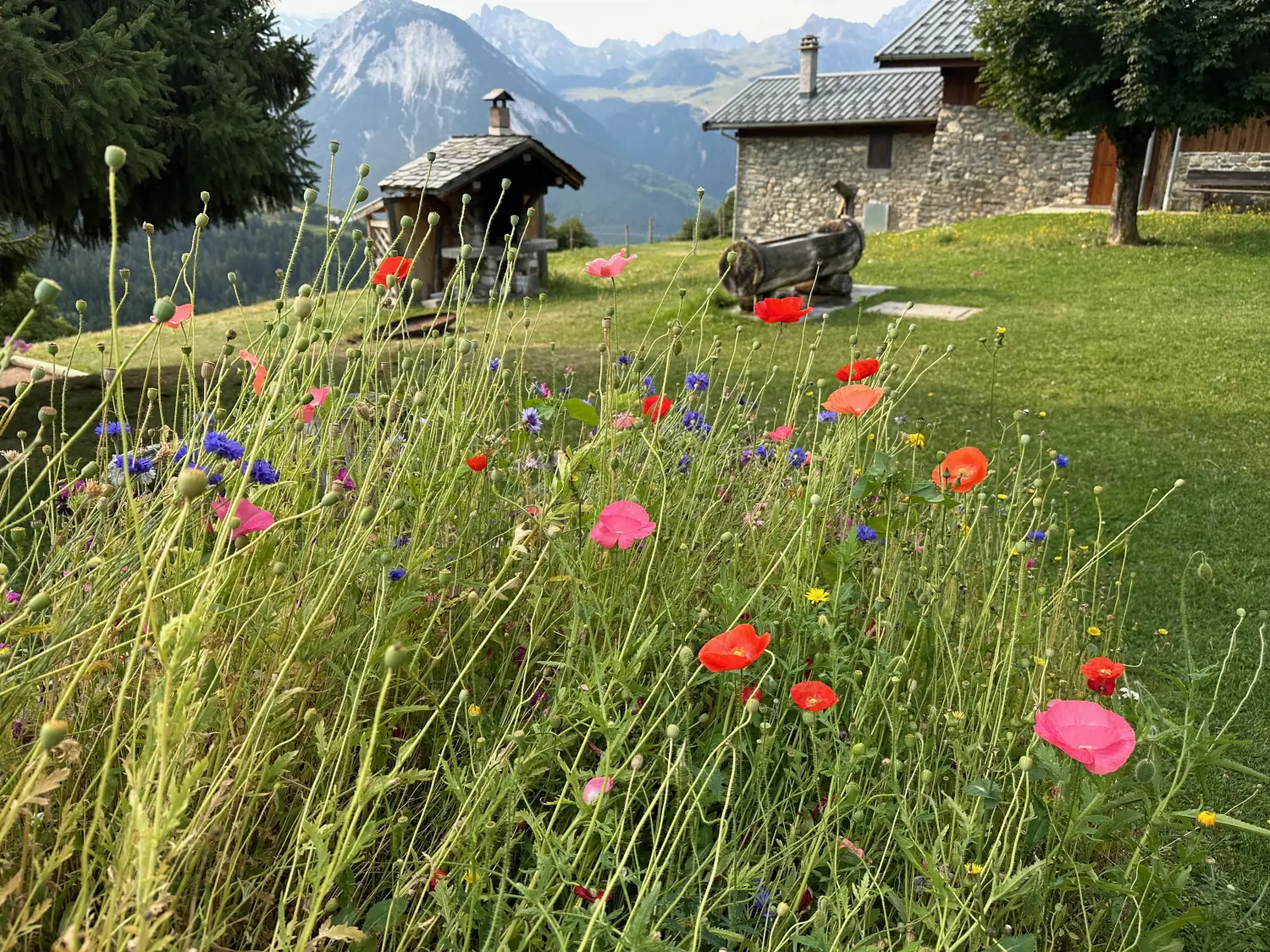 Chapel and chalets of a flower-filled hamlet above Bozel, facing the mountains