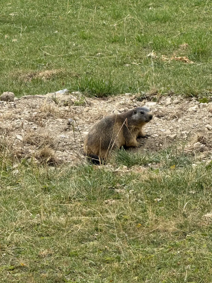 Marmotte des Alpes assise à l'entrée de son terrier dans un alpage de la vallée des Avals